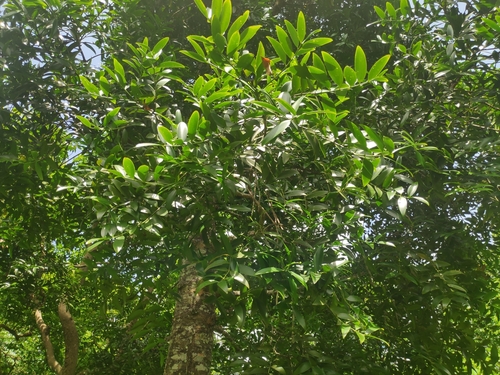 Agathis macrophylla observed 2023-03-29