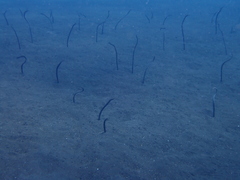 Gorgasia