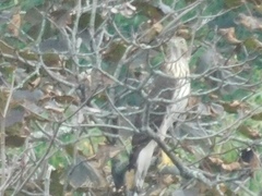 Accipiter cooperii