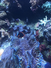 Tridacninae