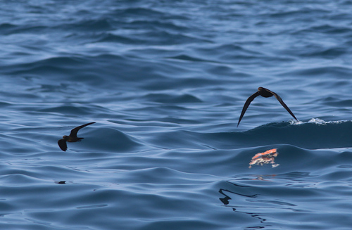 Least Storm Petrel (Hydrobates microsoma), photo 8