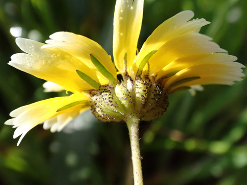 Jones' layia (Layia jonesii)