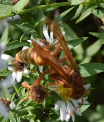 Polistes apachus texanus