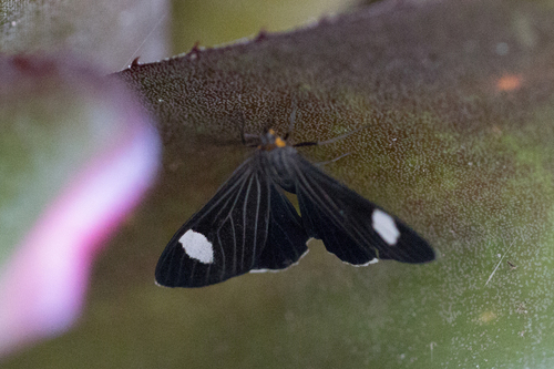 Calodesma collaris
