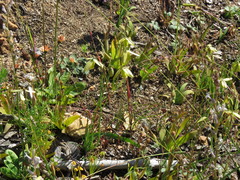 Albuca echinosperma