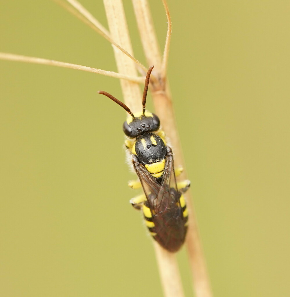 Callohesma geminata