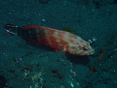 Cephalopholis urodeta