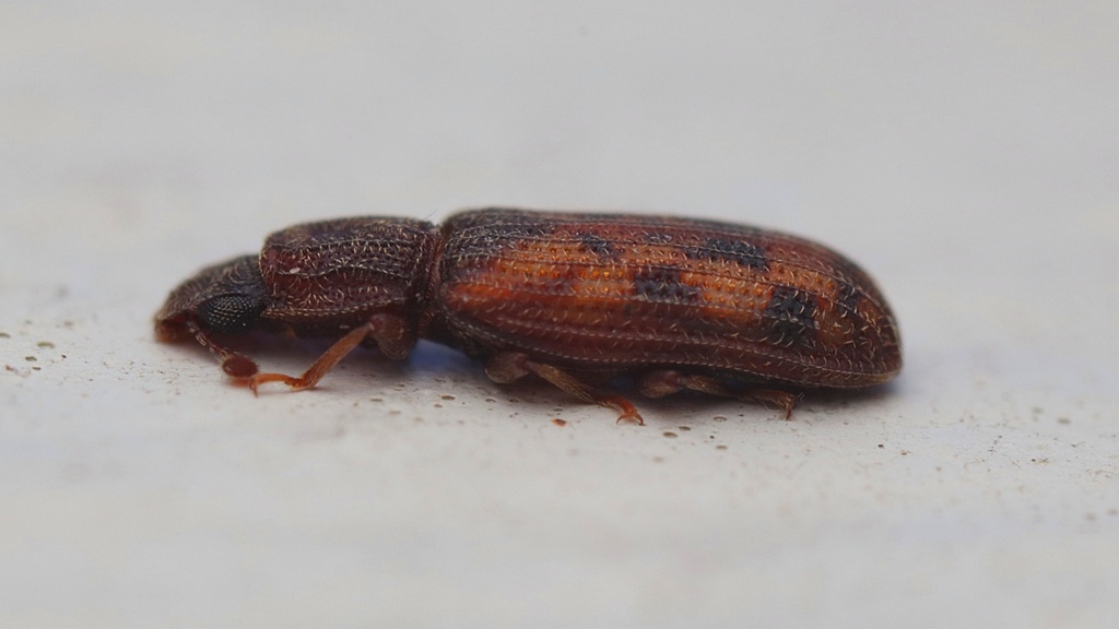 Bitoma insularis from Kaeo, New Zealand on March 22, 2022 at 0434 PM