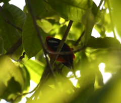 Piranga leucoptera image