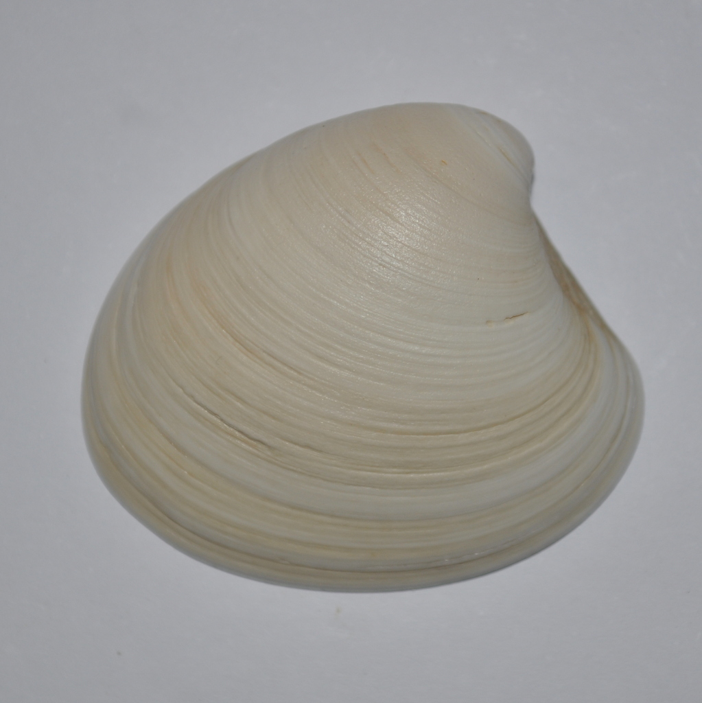 Proteopitar patagonicus