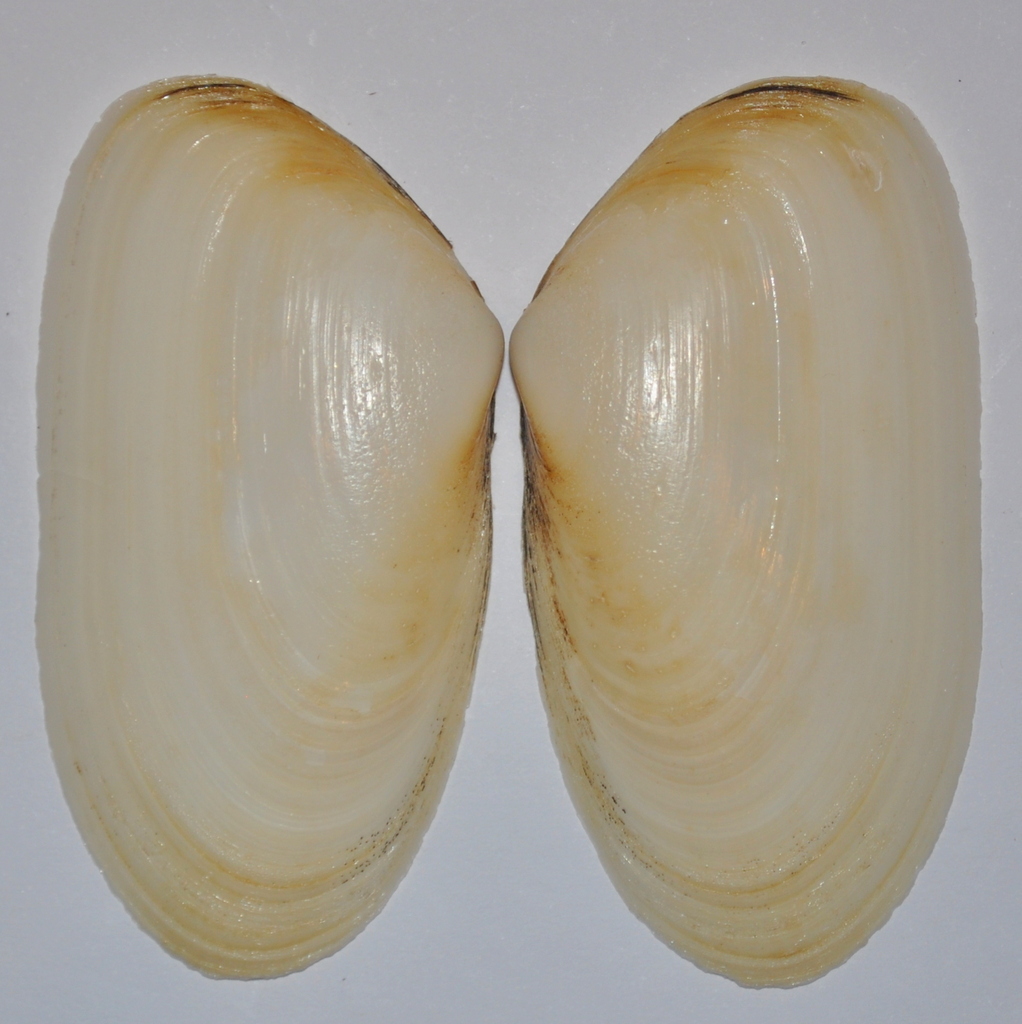 Amarilladesma mactroides