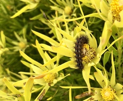 Phragmatobia parvula