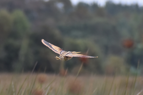 Stripe-backed Bittern (Botaurus involucris), photo 8