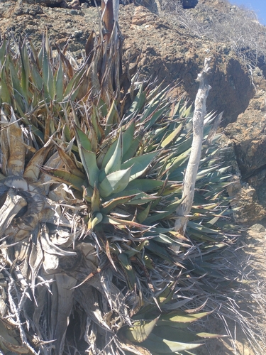 Agave sebastiana