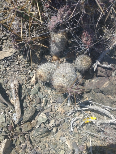 Cochemiea palmeri (Cochemiea palmeri)