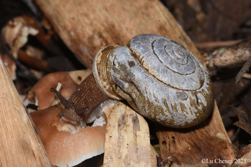 Traumatophora fraterminor