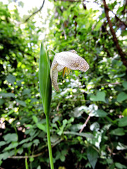 Tigridia vanhouttei roldanii