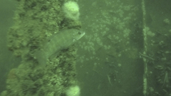 Tautogolabrus adspersus
