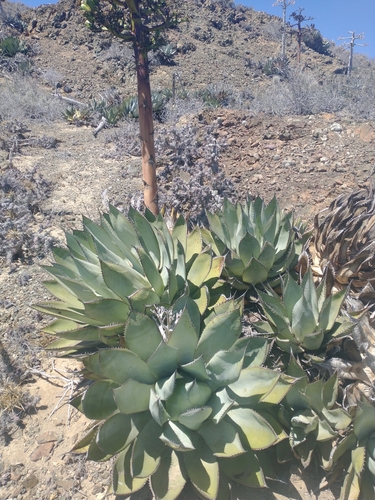 Agave sebastiana
