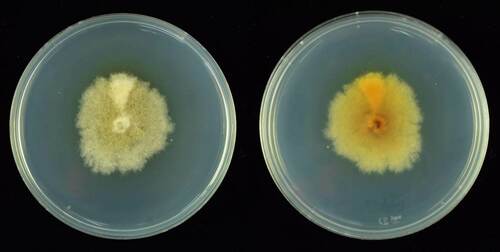 Chaetomium globosum observed 2014-08-01