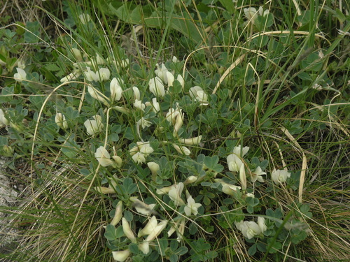 Image of Trifolium eximium by (c) Oleg Kosterin, some rights reserved (CC BY)