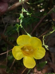 Aureolaria pedicularia