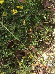 Aureolaria pedicularia