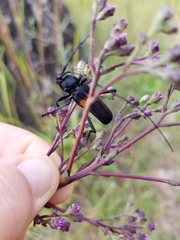 Tragidion coquus