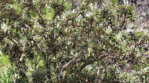 Ruizia boutoniana, photograph 2