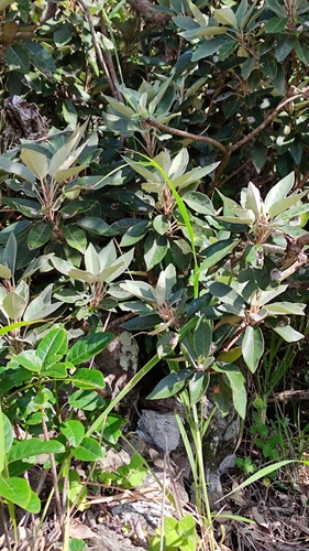 Ruizia boutoniana, photograph 3