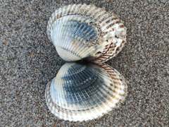 Anadara inaequivalvis