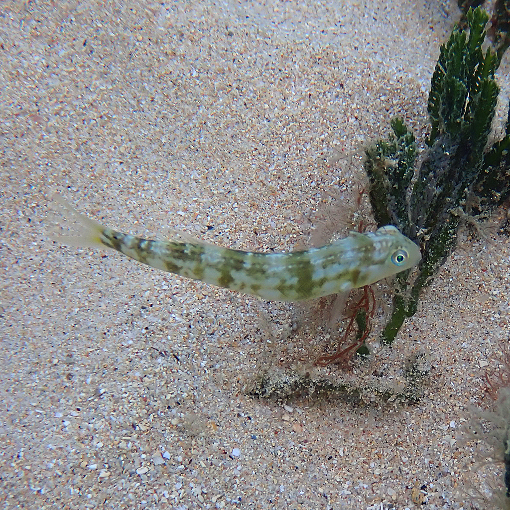 Knife Razorfish