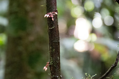 Theobroma cacao image