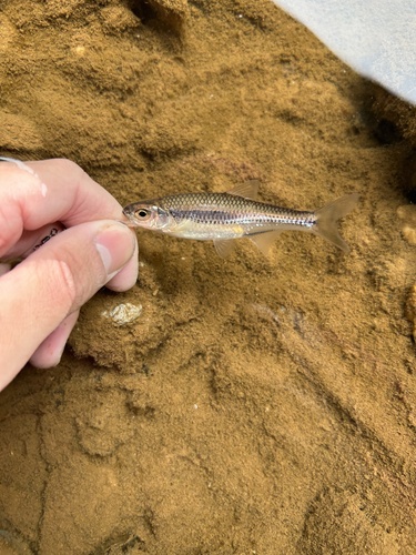 Sandbar Shiner