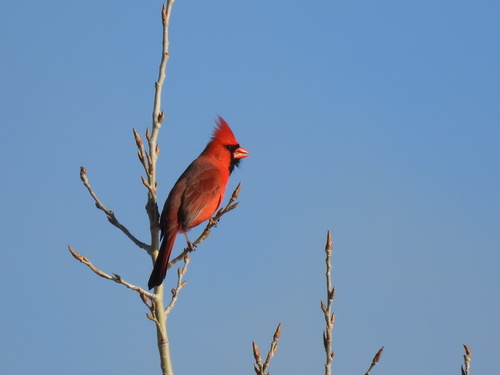 Northern Cardinal photographed in Iowa