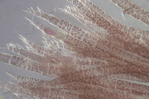 Camontagnea oxyclada, 2023-02-23