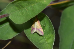 Pyrausta scurralis