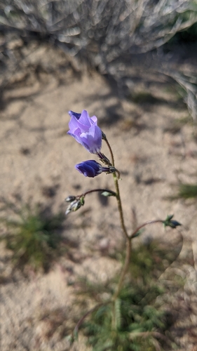 Image of Gilia latiflora by (c) velodrome, some rights reserved (CC BY)