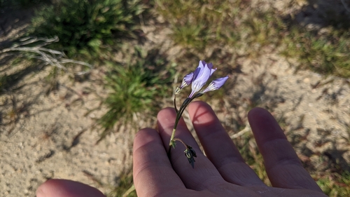 Image of Gilia latiflora by (c) velodrome, some rights reserved (CC BY)