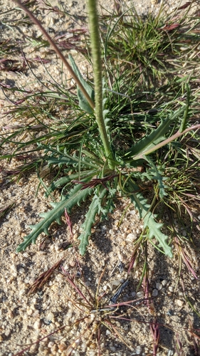 Image of Gilia latiflora by (c) velodrome, some rights reserved (CC BY)