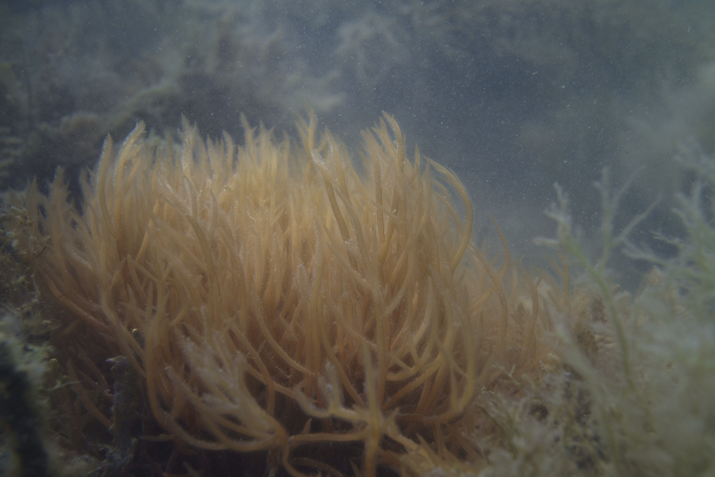 Solieria robusta