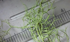 Usnea perplexans