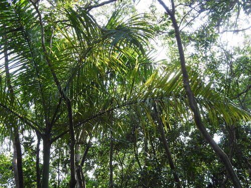 Cuban royal palm (Roystonea regia)