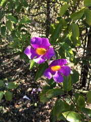 Amphilophium buccinatorium