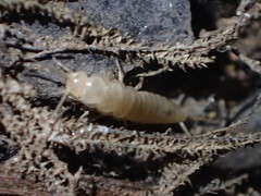 Nicoletiidae