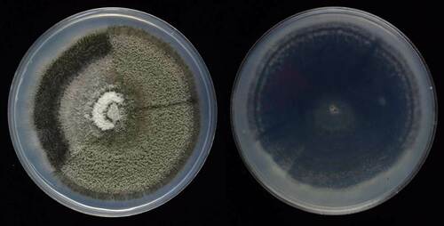 Antracnose (Colletotrichum truncatum)