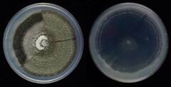 Antracnose (Colletotrichum truncatum)