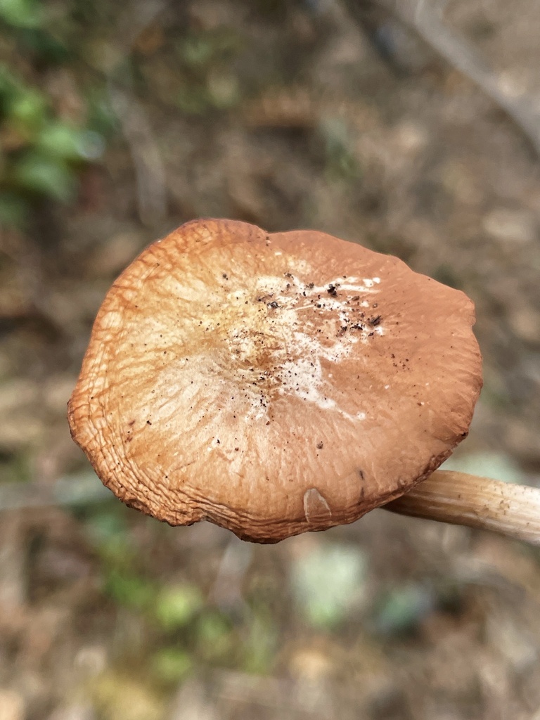 chestnut brittlestem from Nahane East NE, Tacoma, WA, US on March 28