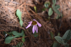 Iostephane heterophylla