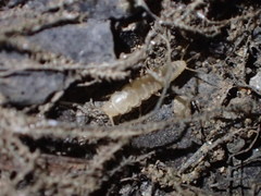 Nicoletiidae